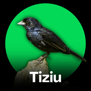 Tiziu - Estímulo Vocal Para Melhorar o Canto