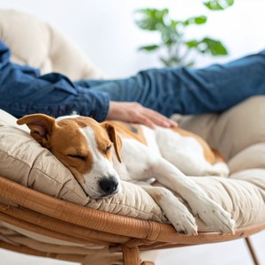 Cuerdas Serenas Y Suaves Para Perros En Calma