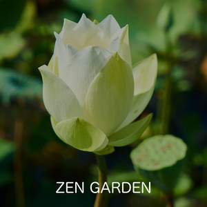 Zen Garden