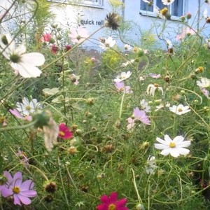 quick roll (Explicit)