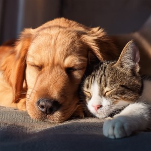 The Touch Of Soft Fur Against Your Skin