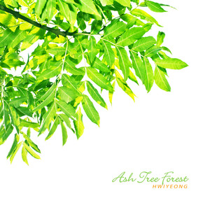 물푸레나무 숲 (Ash Tree Forest)