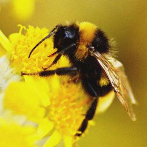 Miel (feat. Deriso, Feudé & Baelo)