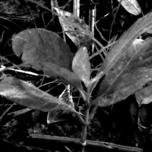 Come back(feat. Saidur Rahman)