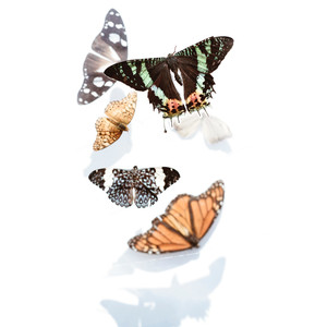 Butterfly Love (Explicit)