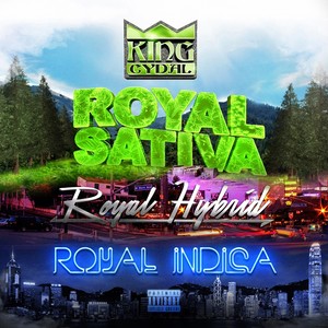 Royal Sativa / Royal Hybrid / Royal Indica (Explicit)