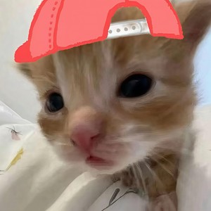 道歉还是户籍 (处不处对象啊房主)