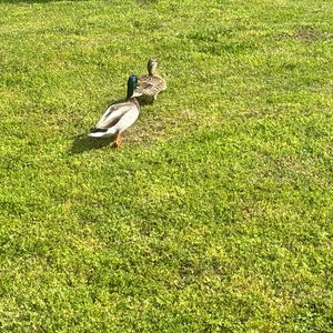 Speak my mind (Explicit)