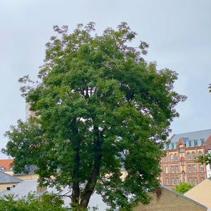 Pass Out(feat. DGE) (Explicit)