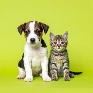 Golpes Suaves De Ladrido