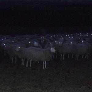 WYD (FREESTYLE) (Explicit)