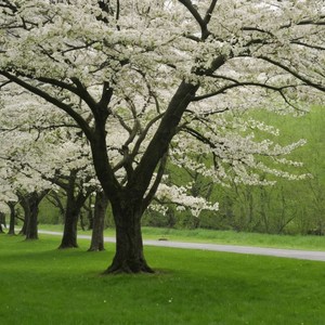 Falling in May