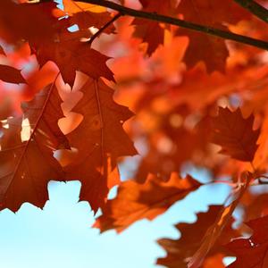 Ever-present My Love