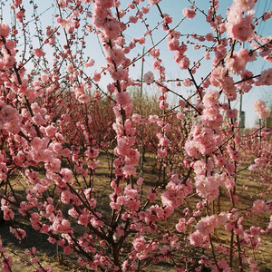 Never Thought (feat. Trevor Daniel) (Devault Remix)