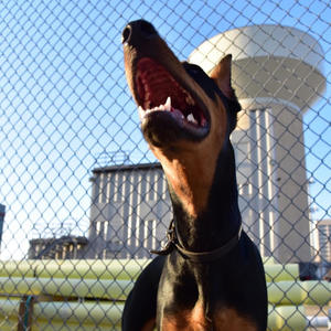 Dog's World (Explicit)