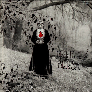 Blackbird on Gray Sky