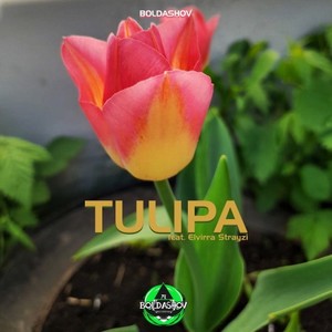 Tulipa