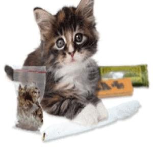 captions (feat. sxnc) (Explicit)