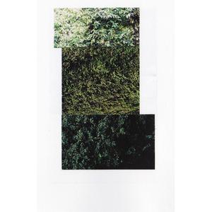 A Spiral / Conifers