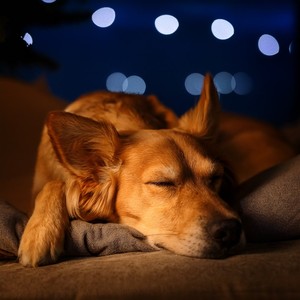 Ritmos Suaves Para El Sueño De Las Mascotas