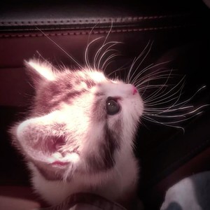 O Mundo Me Leva Pra Escuridão (Explicit)