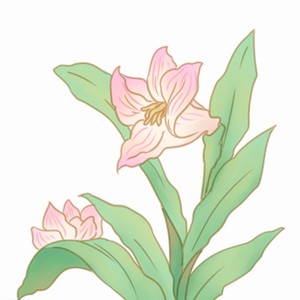 萱草花