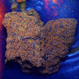 WHO DIS (feat. FP & Aquatic) (Explicit)