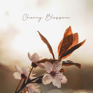 Cherry Blossom
