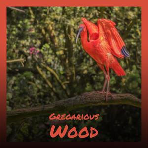 Gregarious Wood