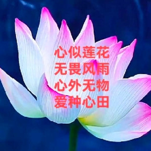 心似莲花开