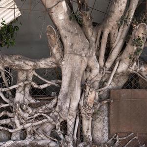 קטע טרנסנדינסרומנטלי (feat. Eric Fontaine, Paul Stevens, Matan Fox, Matthew Meldon & Josiah Wolf)