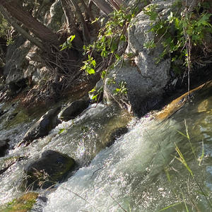 Wild rivers (Explicit)