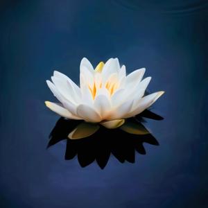 White Lotus (E-Mers Mix)