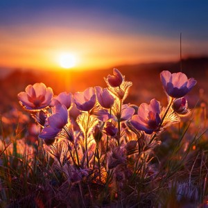 Tranquila Melodía Nocturna De Lofi