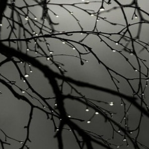 Bajo la Lluvia del Sur