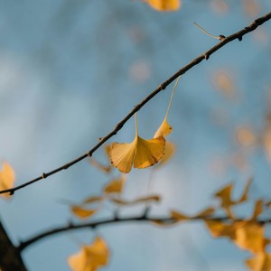 LHPPC - 树的花语