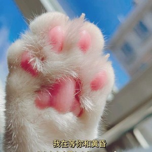 猫 (Demo)
