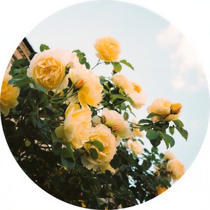 Freydel - New Thoughts