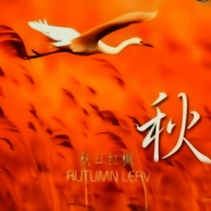 群星 - 葡萄成熟时