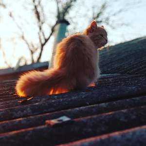 Хочу тебя забыть