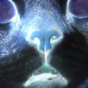 fatoruso