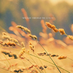 Sunlight Through the Leaves