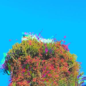 El reino de los hongos