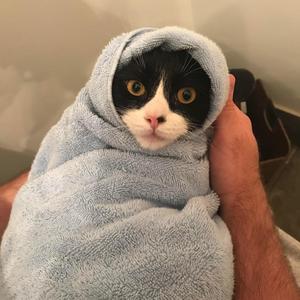 FreeBurritoCat! (Explicit)