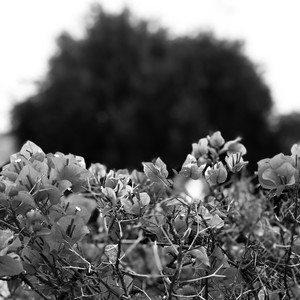 Waltz of the Flowers (From 