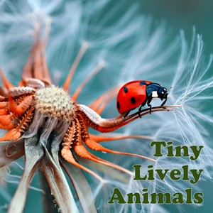 Tiny Lively Animals, Vol. 1