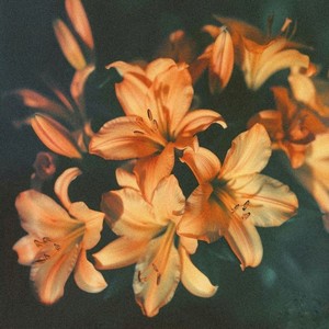 Rainy Window Reflections