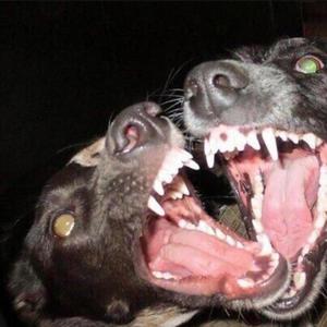 Dives Violentiam (Explicit)