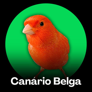 Canário Belga - Serenata do Amanhecer