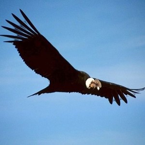 Fly Condor Fly